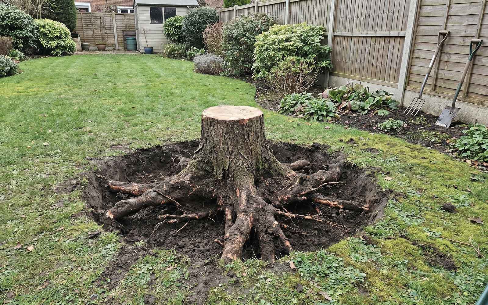 Oakley Tree Surgery Work
