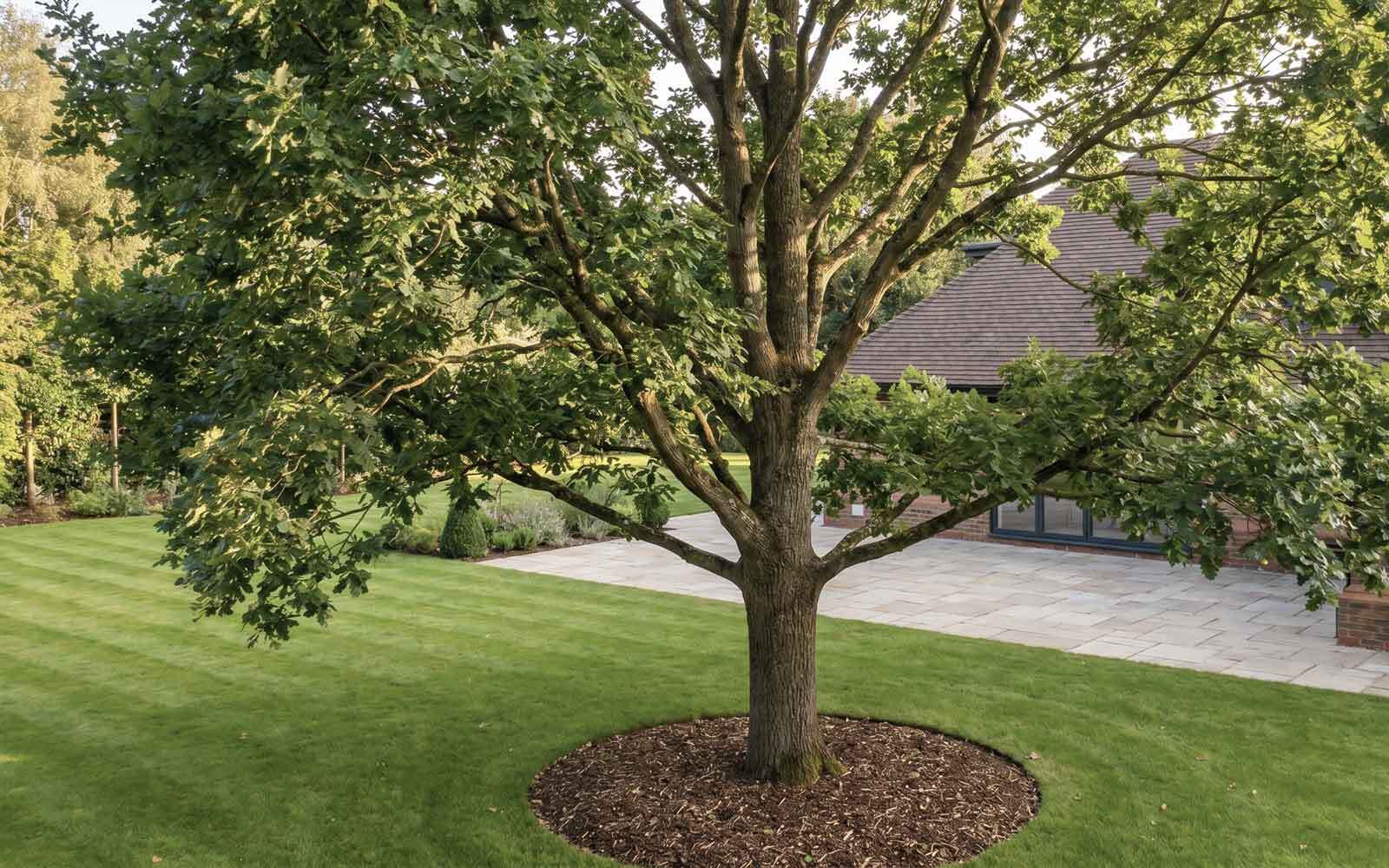Oakley Tree Surgery Work