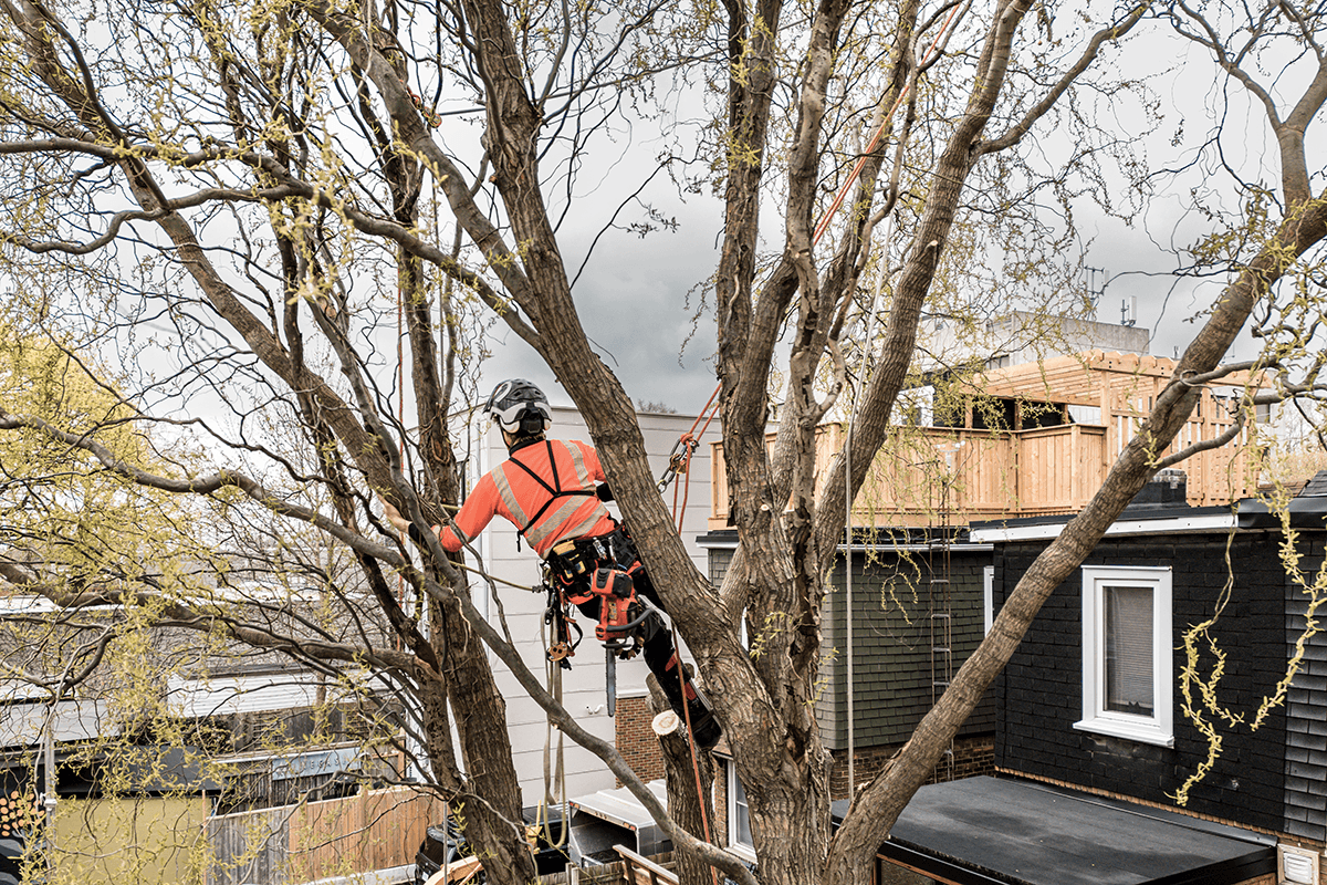 Welcome to Oakley Tree Surgery