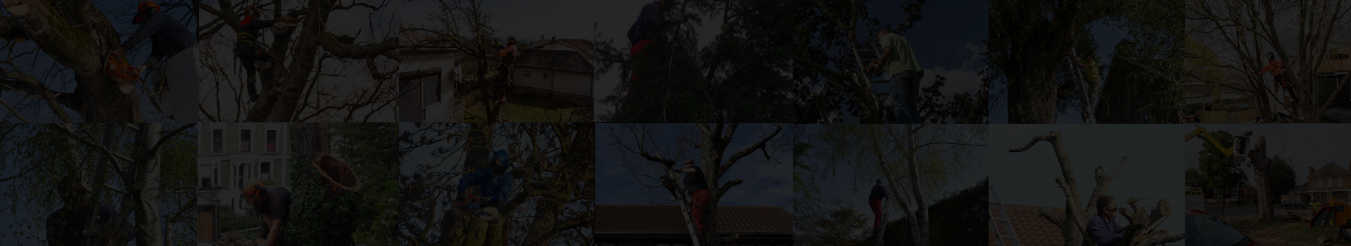 Oakley Tree Surgery